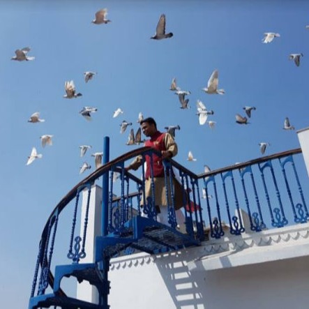 Pigeon flying at Haveli Dharampura